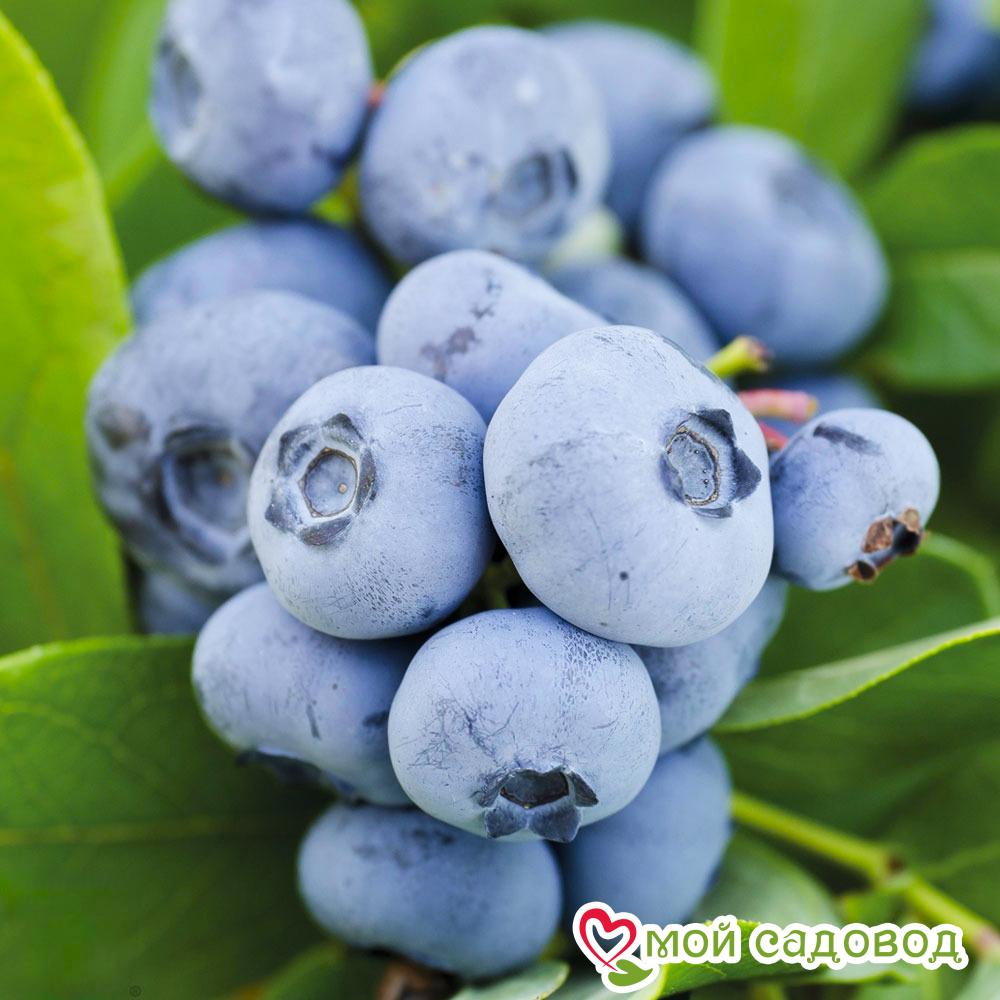 Голубика "Чандлер" (Двойной Урожай)