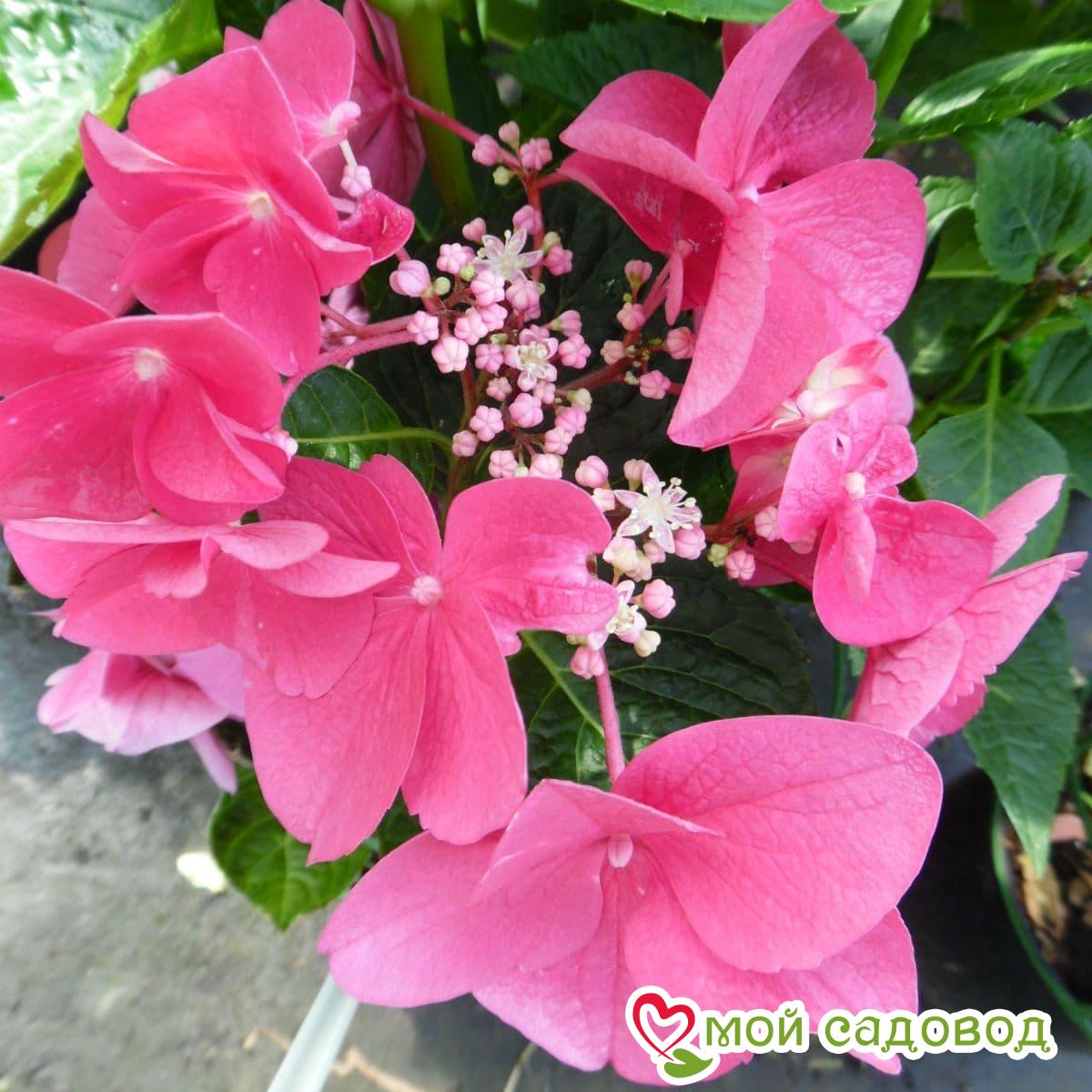 Гортензия крупнолистная Роткелхен ЗКС