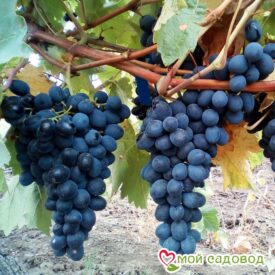 Виноград Молдова в Кунгуре