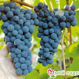 Виноград Амурский синий в Кунгуре