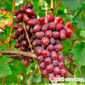 Виноград Виктория винная в Кунгуре