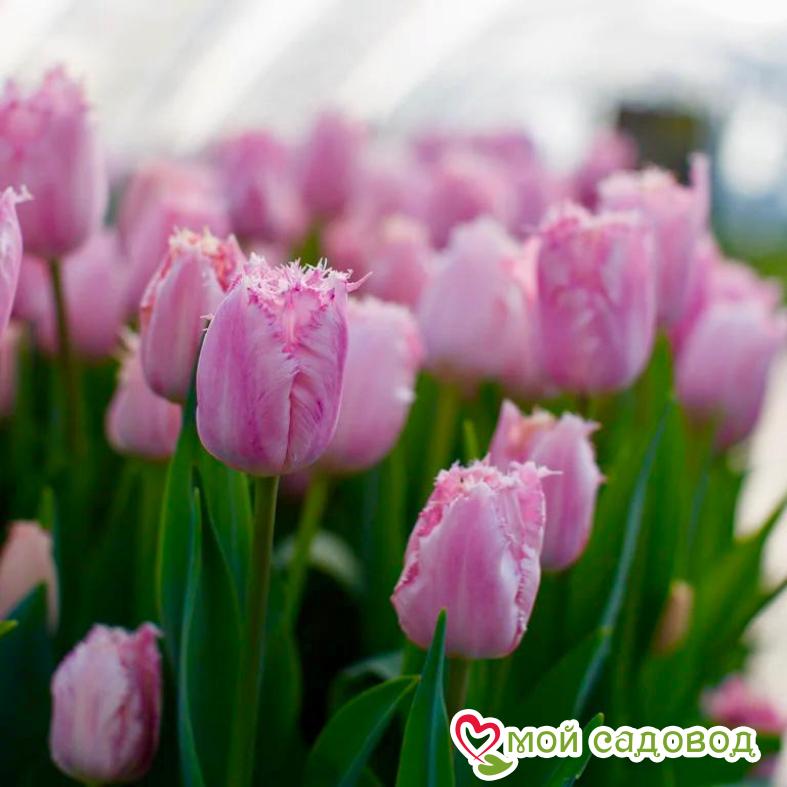 Тюльпан бахромчатый Сантандер