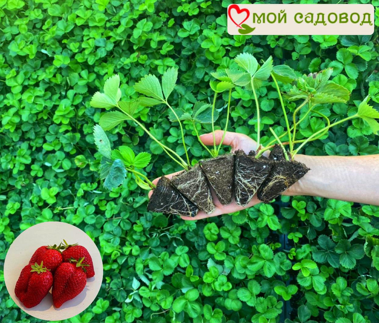 Клубника Аромас