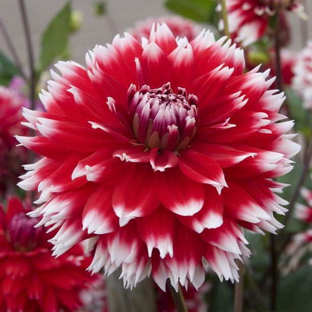 Георгина декоративная Дабл Жё (DOUBLE JEU)