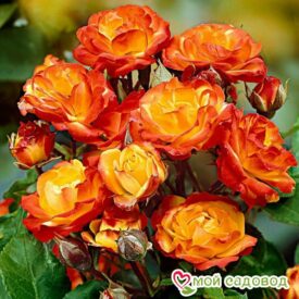 Роза полиантовая Румба (Rumba) в Кунгуре