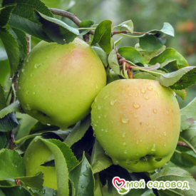 Яблоко-груша Голден Делишес в Кунгуре