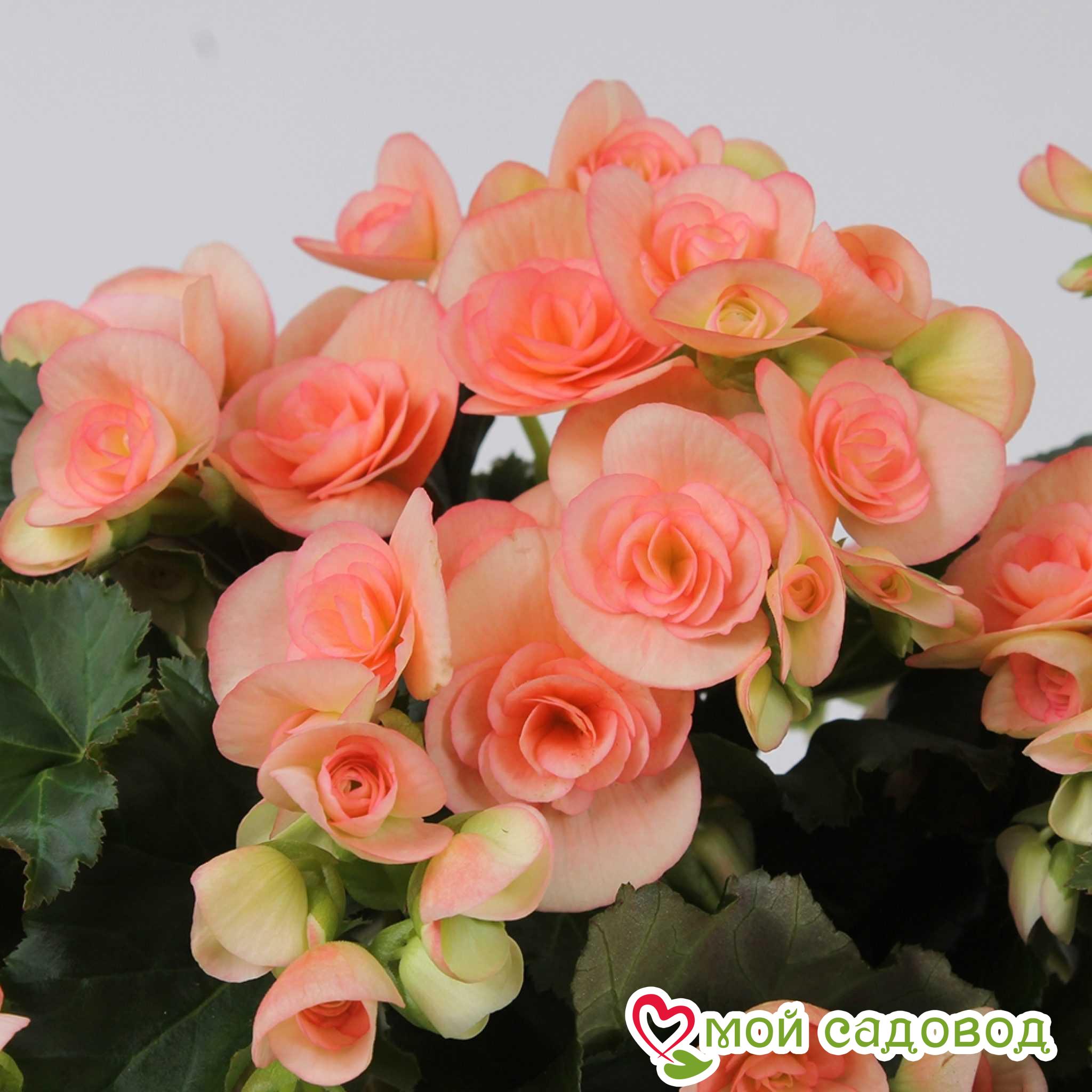 Бегония Элатиор Камилла