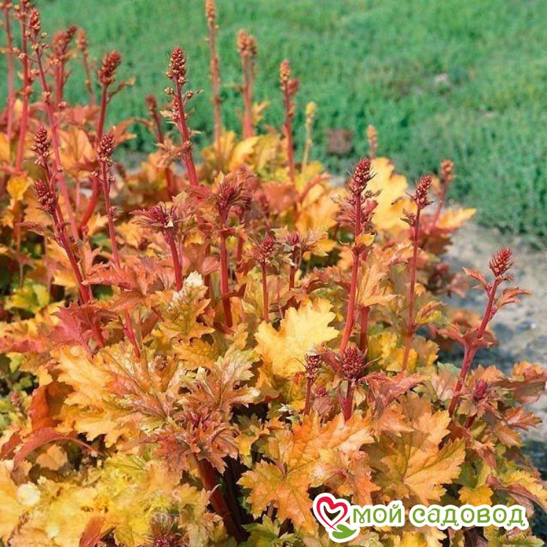 Гейхера Эмбер Вейвз