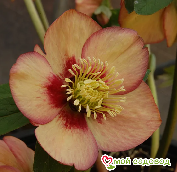 Морозник Винтер Эмоушнс Эприкот Пикоти