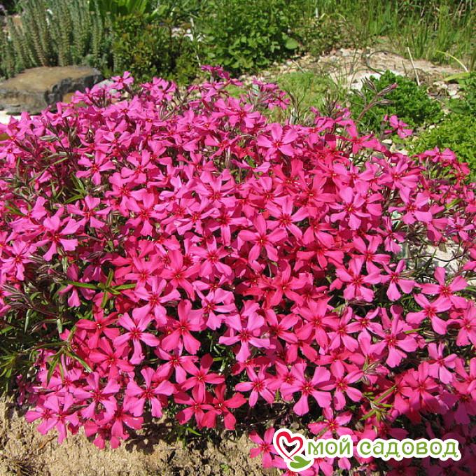 Флокс шиловидный Атропурпуреа