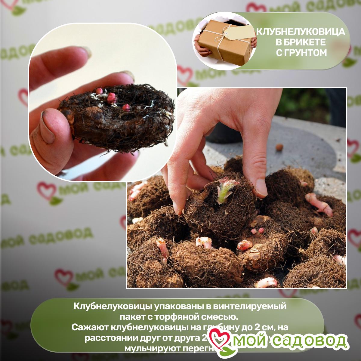 Бегония Элатиор Камилла