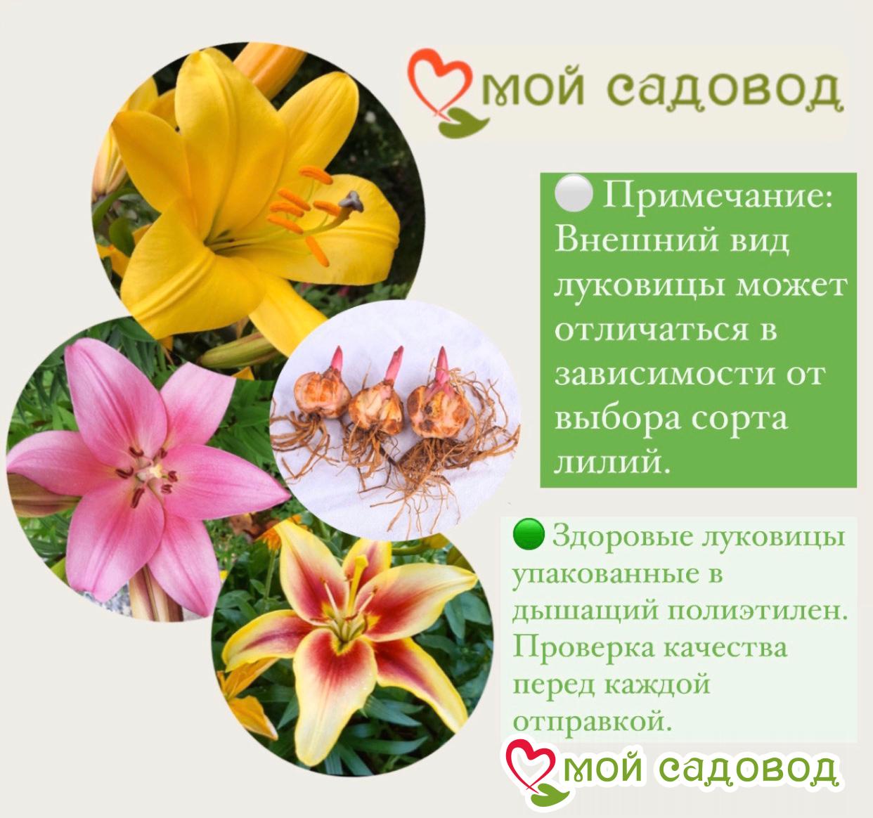 Лилия Лотос Элеганс